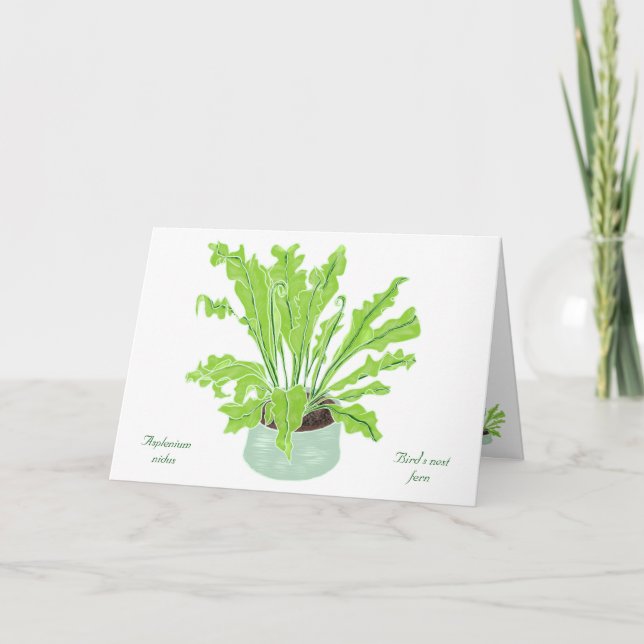 Asplenium Bird's nest fern - drawing on white.  Card (Front)
