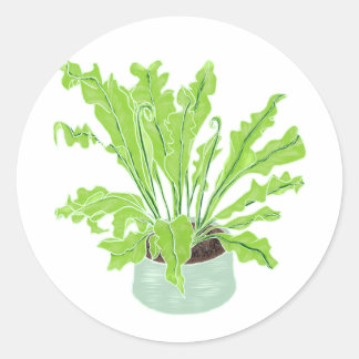 Asplenium Bird's nest fern - drawing on white. Classic Round Sticker
