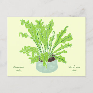 Asplenium Bird's nest fern - drawing on yellow. Postcard