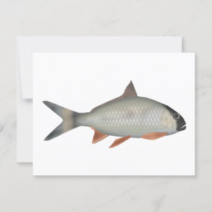 Assamese Kingfish Postcard
