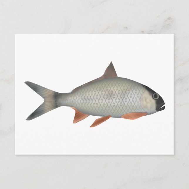 Assamese Kingfish Postcard (Front)