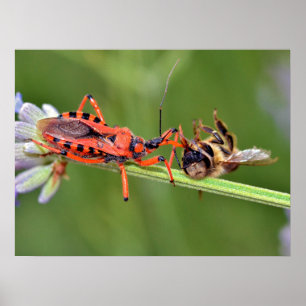 Assassin bug eating a bee poster