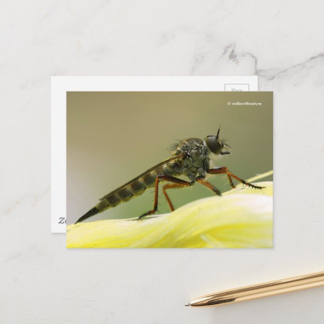 Assassin Fly Robber Fly Postcard (Front/Back In Situ)