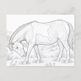 Assateague Horse Postcard
