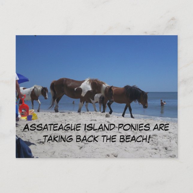 Assateague Island Ponies Take Back Beach Postcard (Front)