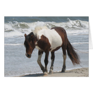 Assateague Island Pony