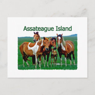 Assateague Island (pony family) Postcard