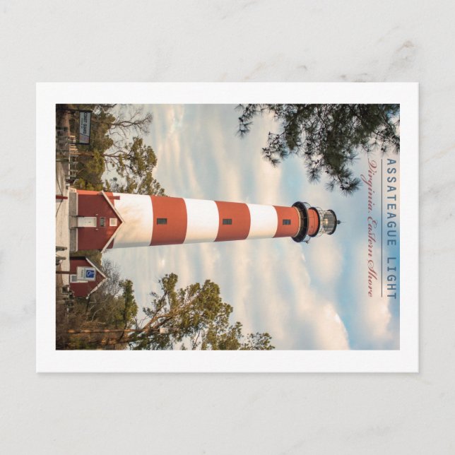 Assateague Island. Postcard (Front)