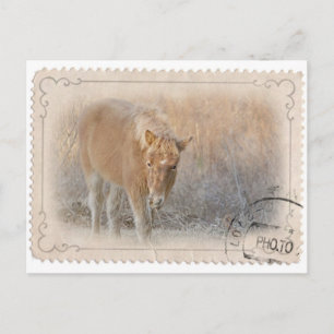 Assateague Island Postcard