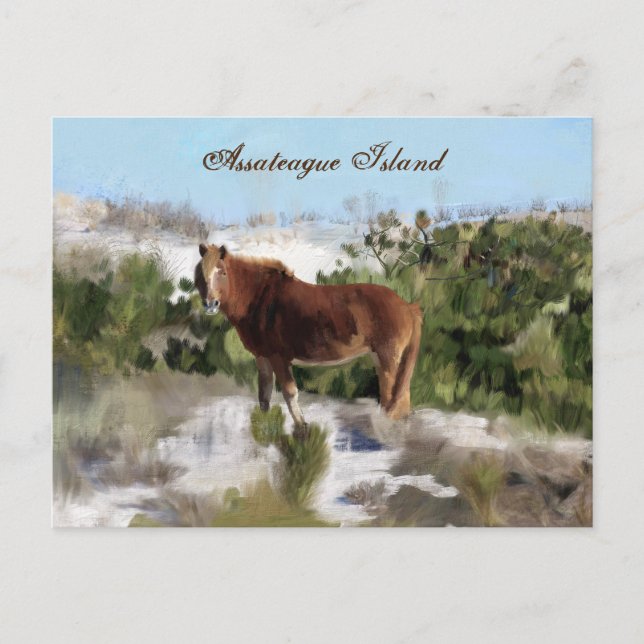 Assateague Island Wild Horse Postcard (Front)