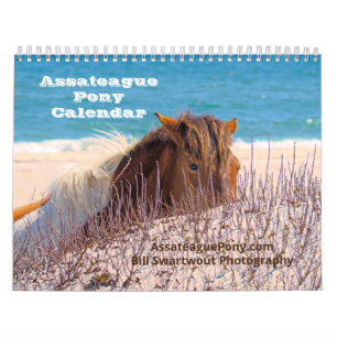 Assateague Pony Calendar