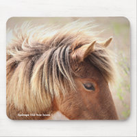 Assateague Wild Horse