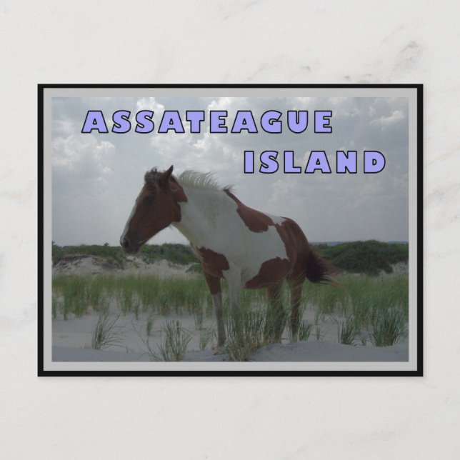 Assateague Wild Horses 2 Postcard (Front)