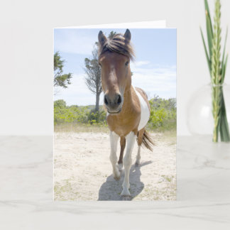 Assateague Wild Pony Card