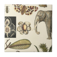 Assorted Animals Painted on Cream Background