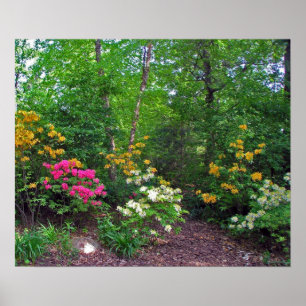 Assorted Northern Lights Azaleas Poster