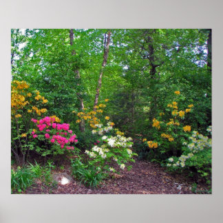 Assorted Northern Lights Azaleas Poster