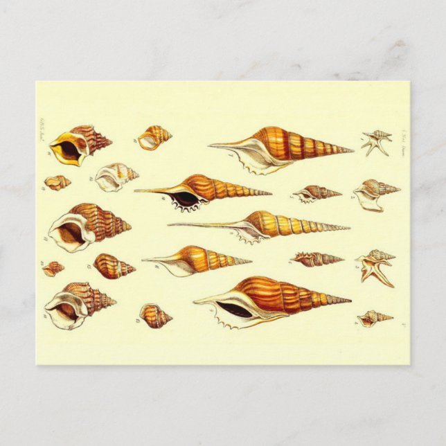 Assorted Sea Shells Zoological Sketch Postcard (Front)
