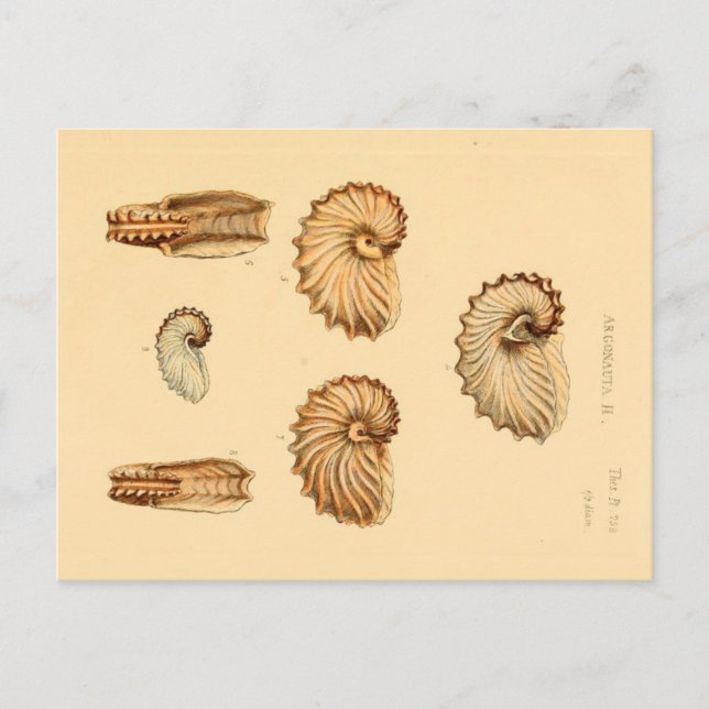 Assorted Sea Shells Zoological Sketch Postcard (Front)