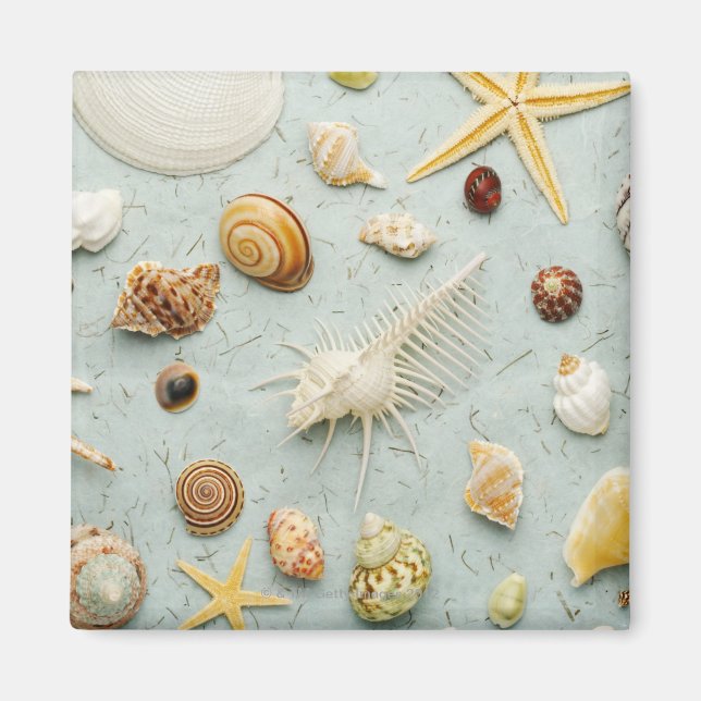 Assorted seashells on blue background magnet (Front)