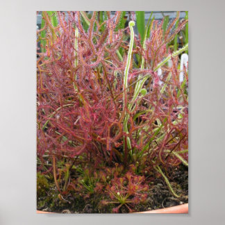 Assorted Sundew (Drosera) Photo Poster