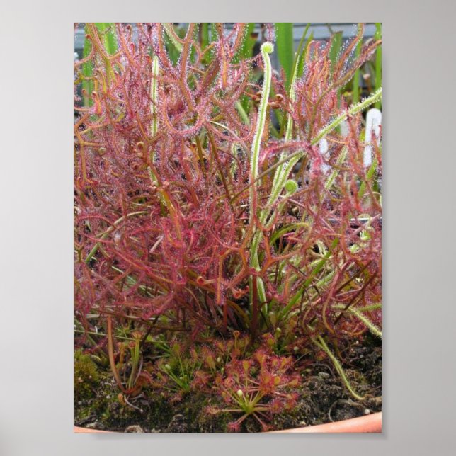 Assorted Sundew (Drosera) Photo Poster (Front)