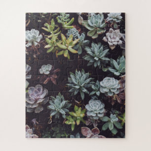 Assortment of Small Succulent Plants Jigsaw Puzzle