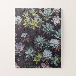 Assortment of Small Succulent Plants Jigsaw Puzzle