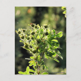Aster Buds Postcard