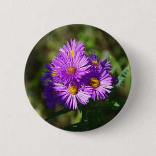 Aster button