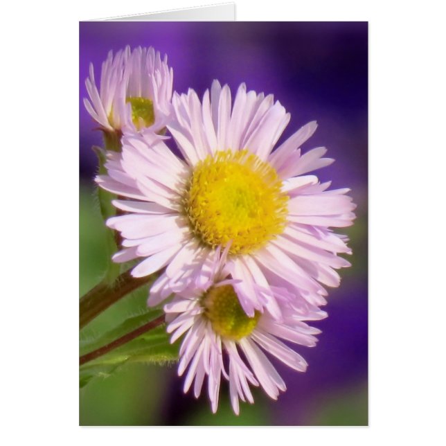 Aster Daisies (Front)
