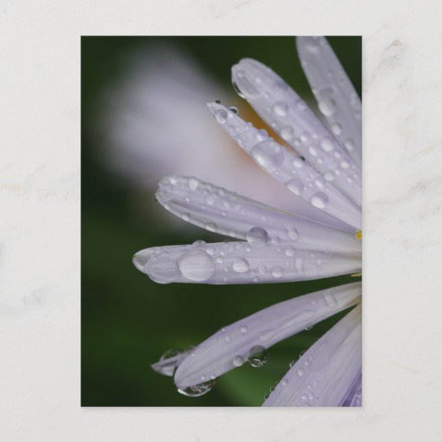Aster Flower Postcard (Front)