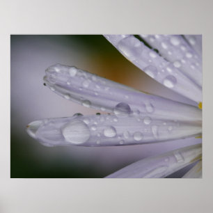 Aster Flower Poster