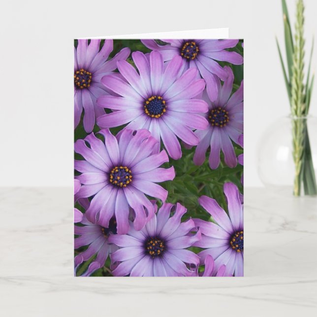 Aster Flowers Greeting Card (Front)