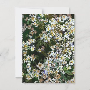 ASTER FLOWERS POSTCARD