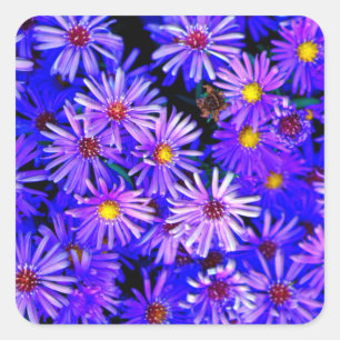 Aster Garden in Full Bloom Square Sticker