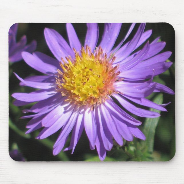 Aster Mousepad (Front)