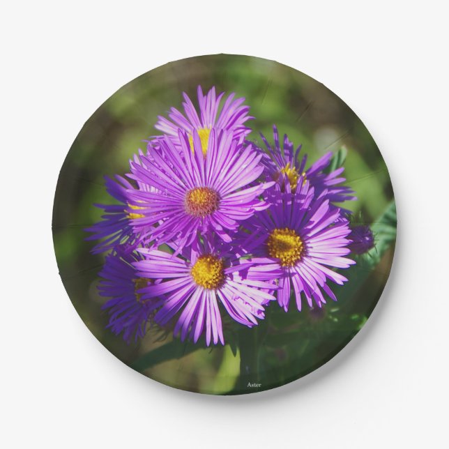 Aster paper plate (Front)