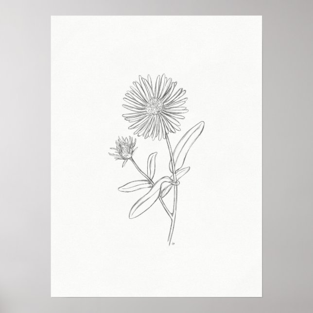 Aster Sketch Print (Front)