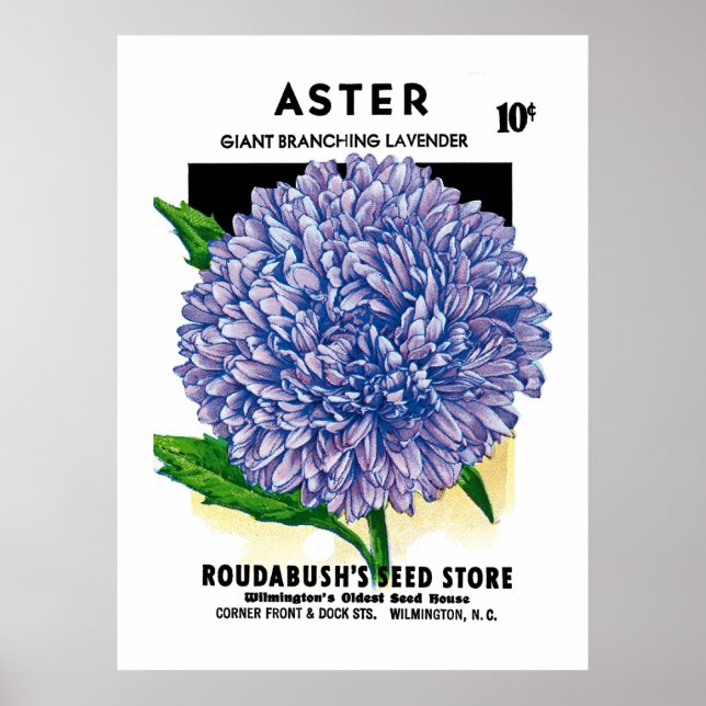 Aster Vintage Seed Packet Poster (Front)