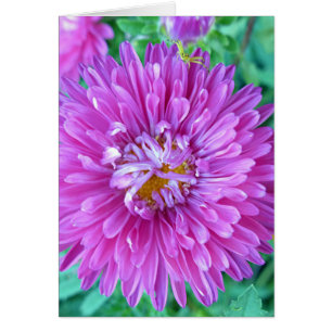 Aster with Crab Spider