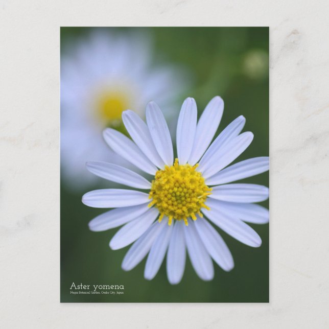 Aster yomena：Postcard Postcard (Front)