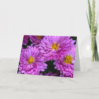 Asters in Full Bloom Blank Card