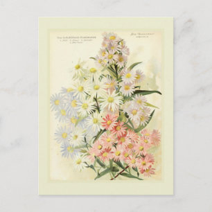 Asters (Michaelmas daisy) Postcard