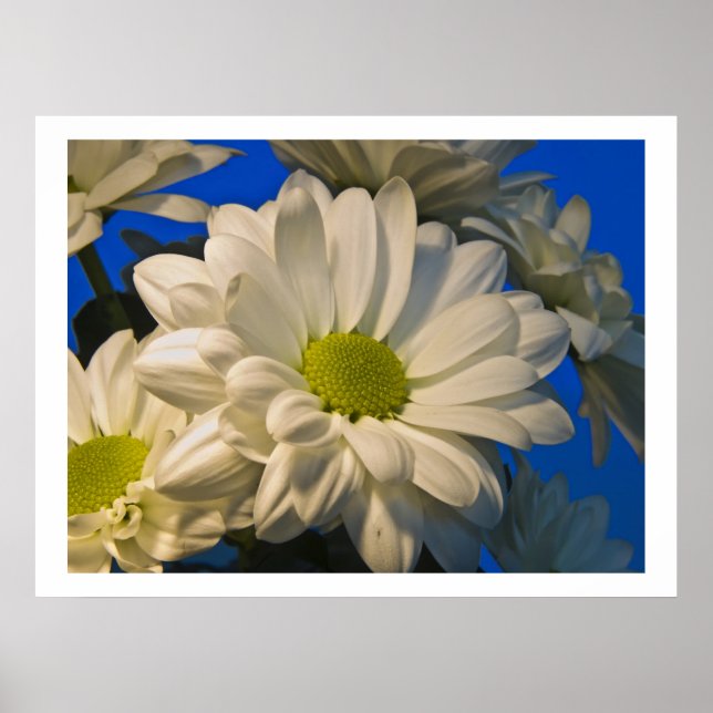 Asters Poster (Front)