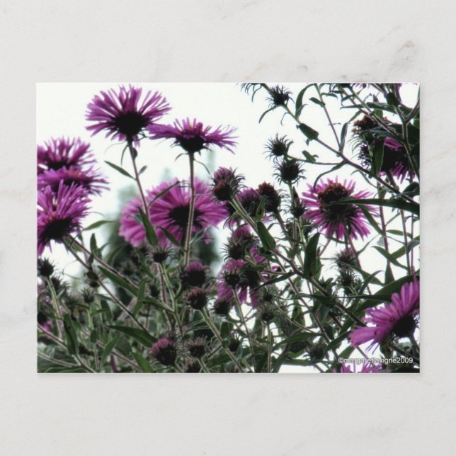 Asters with White Background Postcard (Front)