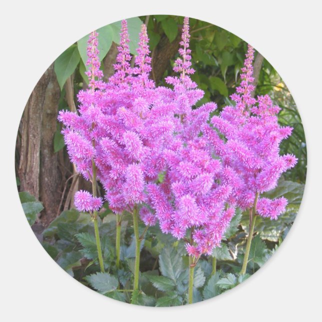 Astilbe ~ sticker (Front)