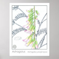 Astragalus Pink Flowers Medicinal Herb Plant