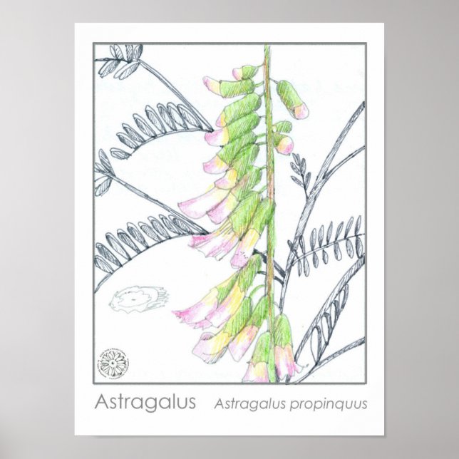 Astragalus Pink Flowers Medicinal Herb Plant Poster (Front)