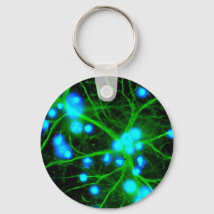 Astrocyte Are Star Shaped Glial Cells in the Brain Key Ring